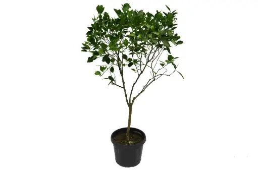 [SUL70669] SPANISH CITRUS ORANGE BIG برتقال اسباني كبير