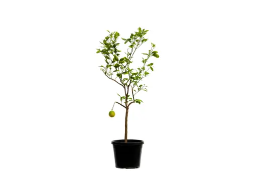 [SUL70669] SPANISH CITRUS ORANGE BIG برتقال اسباني كبير