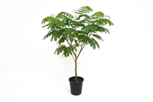 [SUL70612] Albizia Lebbeck 35cm البيزيا لبخ (برهام)