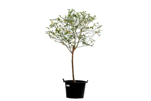 [SUL70651]  ليمكوات اسباني كبير