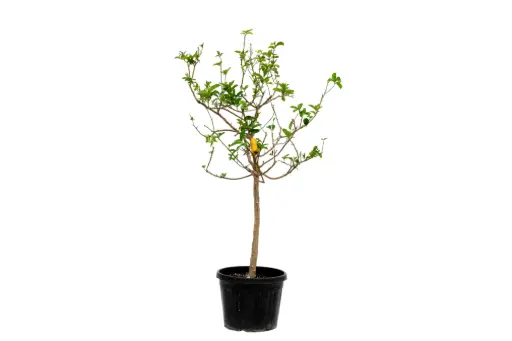 [SUL70652]  ليمون أصابع اسباني