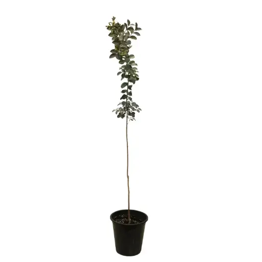 [SUL70807] lagstromia black diamond white flower25 cm تمر حنا شامي بلاك دايموند (ابيض) 