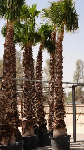 [SUL81506$] WASHINTONYA TREE  5.5M واشنطونيا 