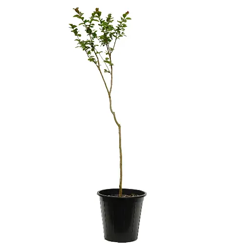 [SUL70711] Lagerstroemia Indica (pink) 25cm